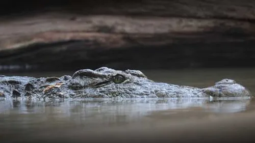 Une femme tuée par un alligator en Floride