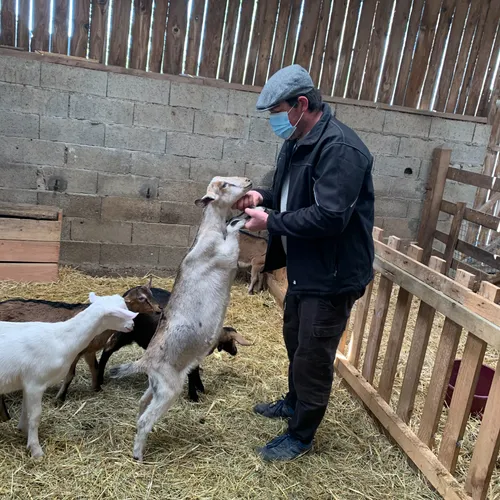 Suivez Le Guide - Les chèvres de la saffrie