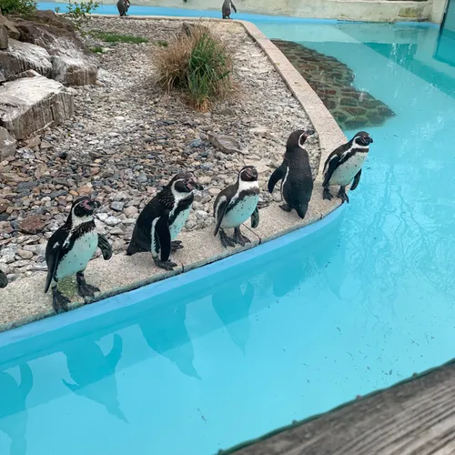 Suivez Le Guide - Zoo De Jurques