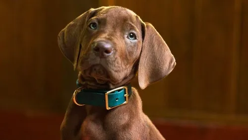 Scooby-Doo : Netflix dévoile enfin le célèbre chien en version live...