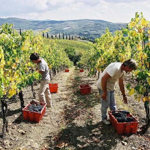 [ ECONOMIE ] Une enveloppe débloquée pour les viticulteurs