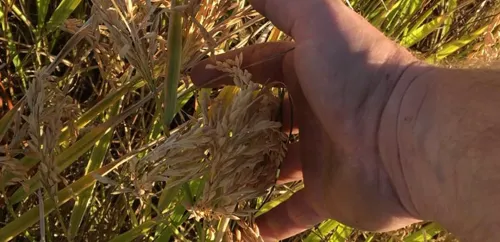 [ Société ] En Camargue, la récolte du riz s’annonce sous le signe...