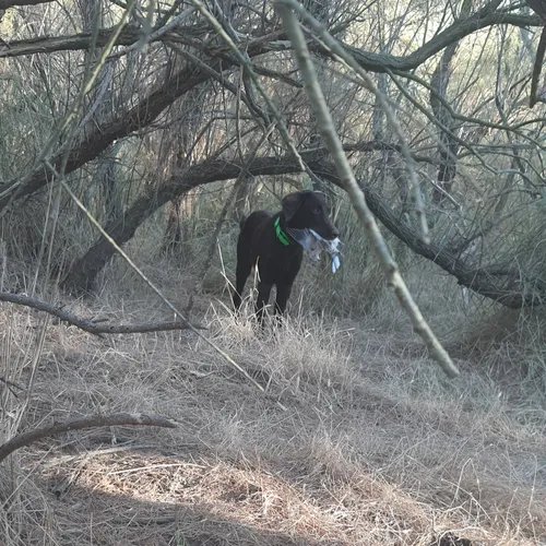 Chasse en Camargue : la saison est ouverte, mais pas n’importe où...