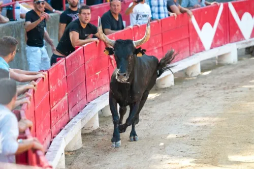 Course camarguaise : trois grands rendez-vous entre Arles, les...