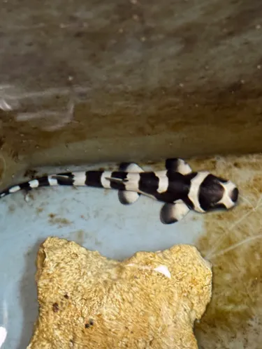 [ Société ] Une naissance rare au Seaquarium du Grau-du-Roi : un...