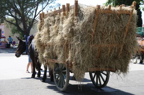 Fête du foin à Entressen : une journée entre traditions et...