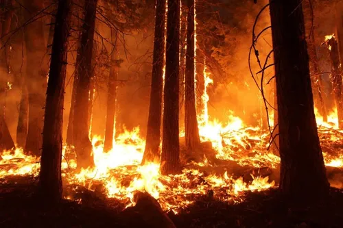 Risque maximal de feux de forêt : 13 massifs fermés dans les...