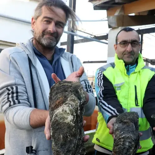 [ INSOLITE - PORT ST LOUIS ] les records se succèdent, après la...