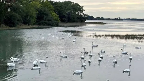 [ Santé ] Grippe aviaire : alerte en Camargue après une forte...