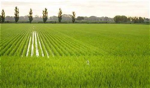 Sécheresse : quelles aides pour les agriculteurs de Camargue ?