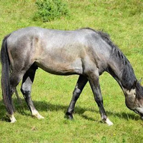 [ JUSTICE ] Deux frères condamnés à 6 mois de prison ferme