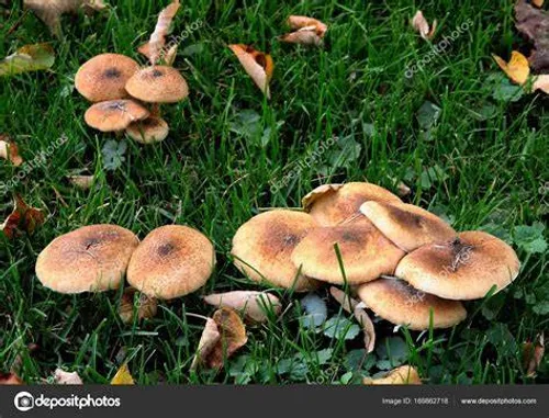 [ Santé ] Cueillettes de champignons : L'ANSES alerte sur les...