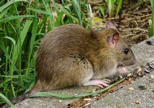 [ Société ] Martigues face à la prolifération des rats : une...