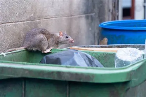 [ Société ] Prolifération des rats : Miramas renforce la...