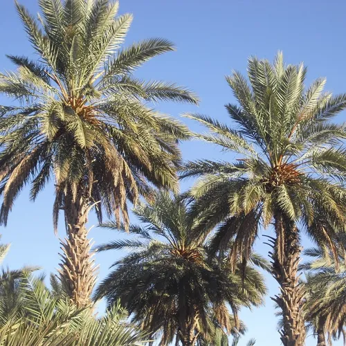 [ SOCIÉTÉ / ENVIRONNEMENT ]: Les palmiers sont de retour au Grau du...