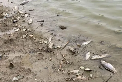 [ SOCIETE ] La pollution frappe l’étang de Berre