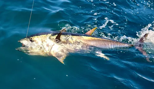 [ Société ] La colère des pêcheurs de loisir face à la nouvelle...
