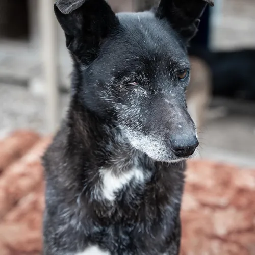 [ SANTÉ ]: L’OMS appelle à la prudence