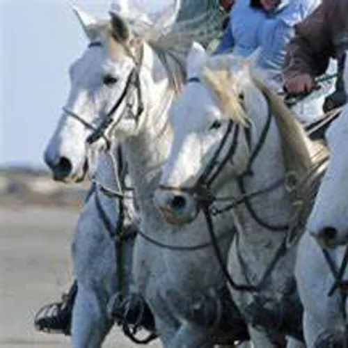 [ SOCIETE / LOISIR ]:  Un beau spectacle vous attend aux Saintes...