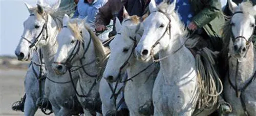 [ SOCIETE / LOISIR ]:  Un beau spectacle vous attend aux Saintes...