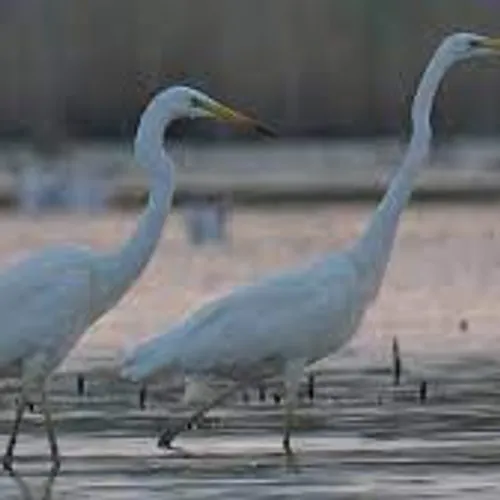 [ ENVIRONNEMENT ] Les oiseaux de Camargue menacés de disparition. 