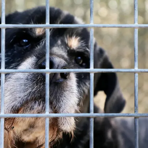 [ SOCIETE ] Arles : quand inflation rime avec abandon des animaux...