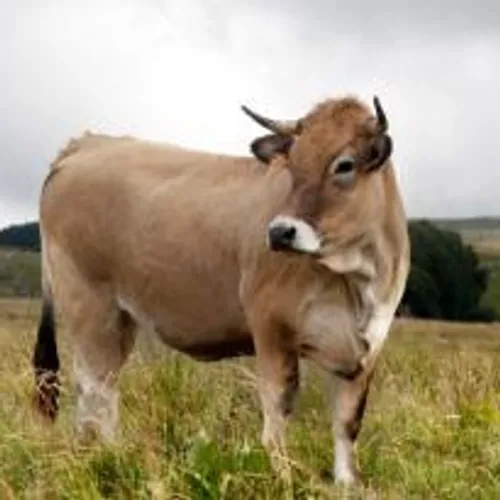 [ SANTE ] Le covid de la vache ?