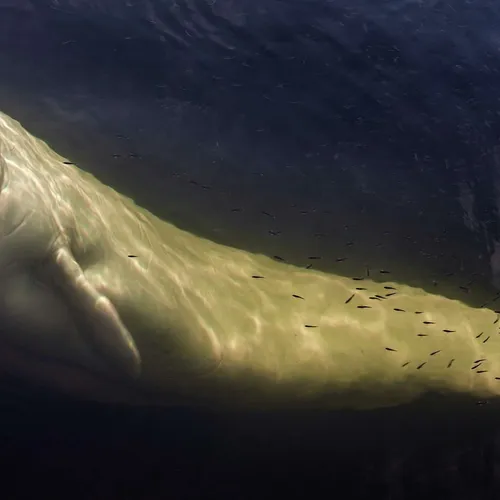 [ FAIT DIVERS ] Béluga dans la Seine : l'animal est mort à son...