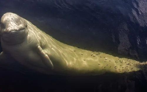 [ FAIT DIVERS ] Béluga dans la Seine : l'animal est mort à son...