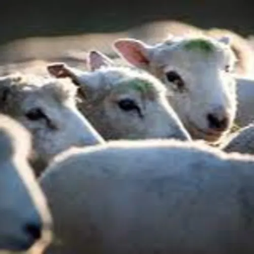 [ FAIT DIVERS ] Vol de bétails: Les éleveurs de Camargue attendent...