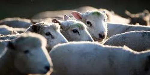 [ FAIT DIVERS ] Vol de bétails: Les éleveurs de Camargue attendent...