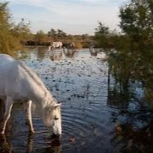 [ ENVIRONNEMENT ]:  En Camargue, se servir de la bio masse pour...