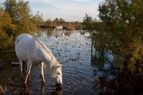 [ ENVIRONNEMENT ]:  En Camargue, se servir de la bio masse pour...