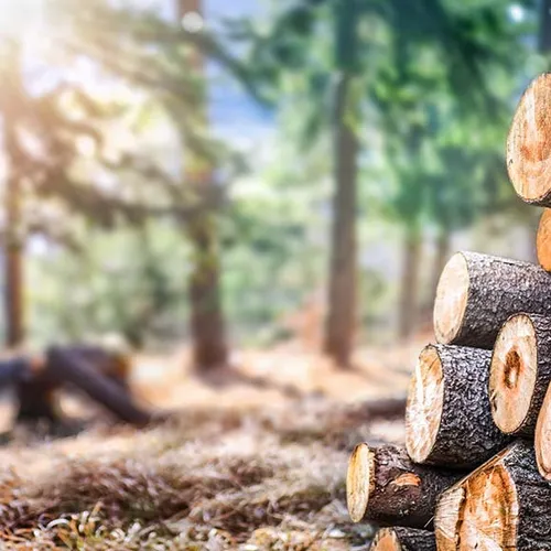 [ EMPLOI - FORMATION ] Recrutement massif de la filière bois avec...