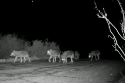 [ Société ] Les éleveurs bovins des Bouches-du-Rhône obtiennent une...