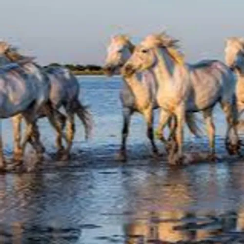 [ TOURISME ] La Camargue, destination préférée des français 