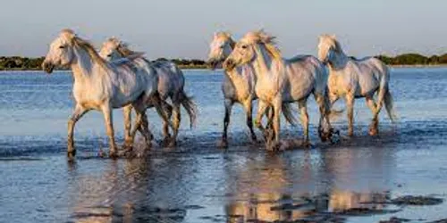 [ TOURISME ] La Camargue, destination préférée des français 