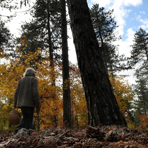 [ SOCIETE ]  Saison des champignons : plus de 600 intoxications...