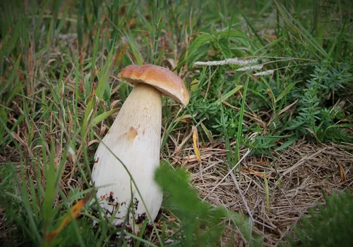 Champignons en Provence : les paniers ressortent, mais les...