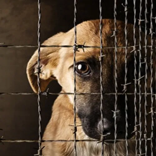 [ SOLIDARITE ] Un geste envers nos animaux