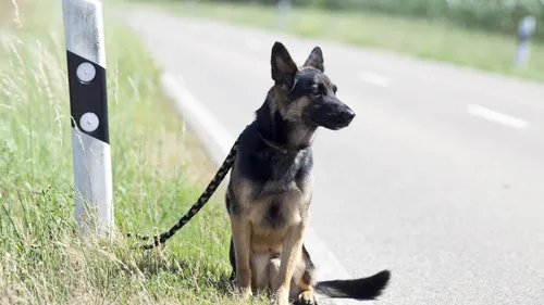 [ SOCIETE ] Encore trop d'animaux abandonnés en période estivale