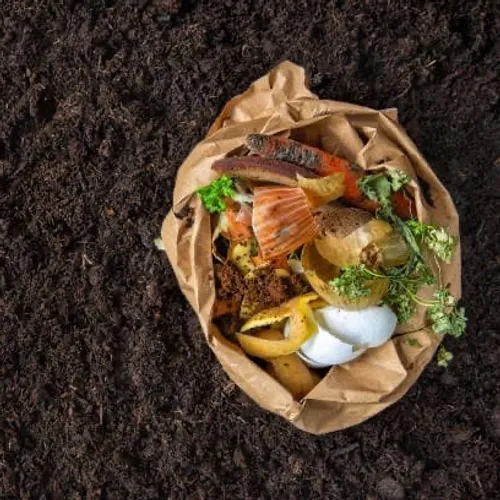 [ SOCIETE / ECOLOGIE ]: Vous avez encore votre sapin et vous ne...