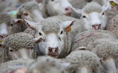 [ Evènement ] Défilé de la Transhumance à Istres : un voyage vivant...