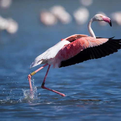 [ SANTE ] Gard: Un flamant rose infecté par la Grippe Aviaire