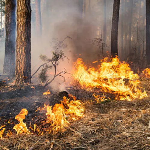 [ SOCIETE ] L'ACCES AUX MASSIFS FORESTIERS RESTE INTERDIT CE 10 JUIN