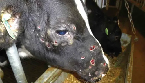 [ AGRICULTURE ] Dermatose nodulaire contagieuse : les mobilisations...