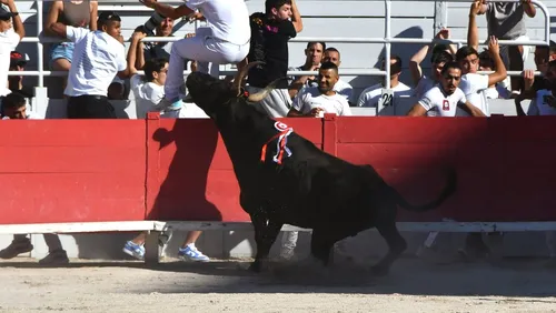 [ Culture / Tradition ] Élection du Biòu d'Or : un rendez-vous...