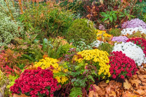 Jardin en Camargue : les bons gestes d’automne pour passer l’hiver...