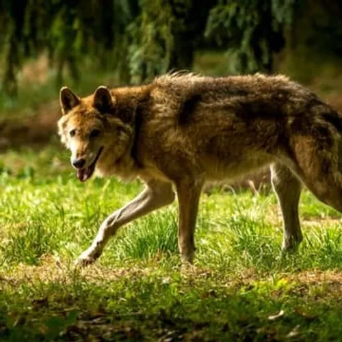 [ ENVIRONNEMENT ] Cornilloux-Confoux: Le maire Daniel Gagnon crie O...