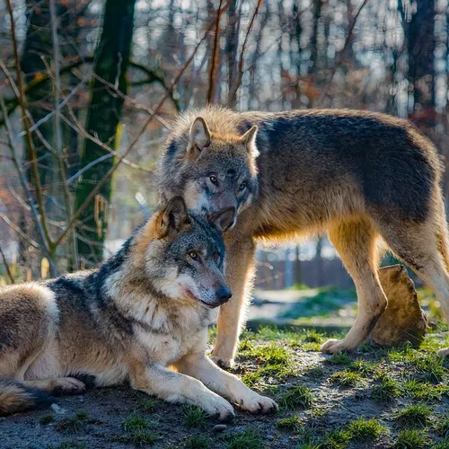 [ SOCIETE ]: 2 loups se sont installés dans le parc national des...